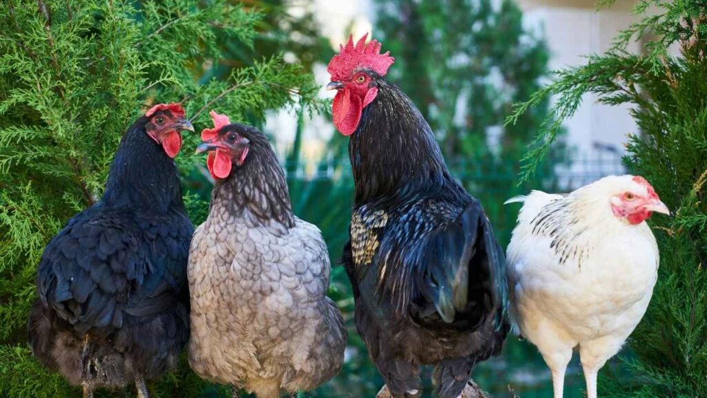Blue-Star-Chicken