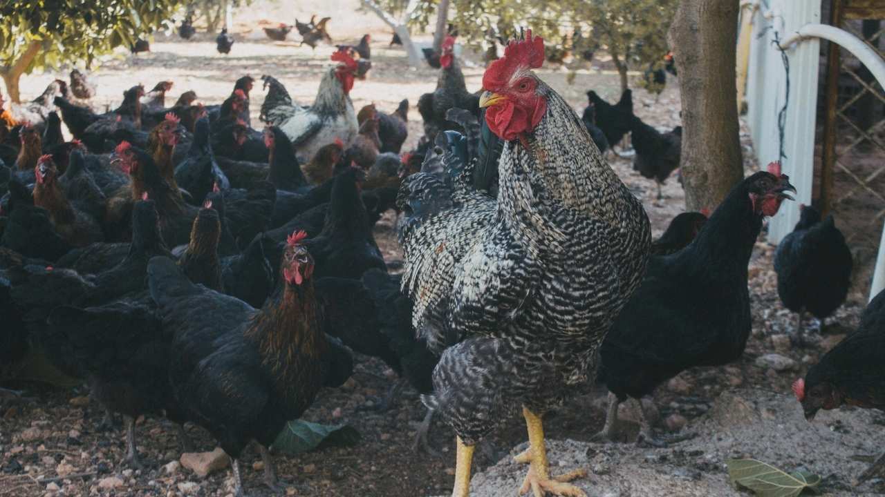 Blue-Star-Chicken-Your-Guide-to-This-Friendly-Productive-Backyard-Gem