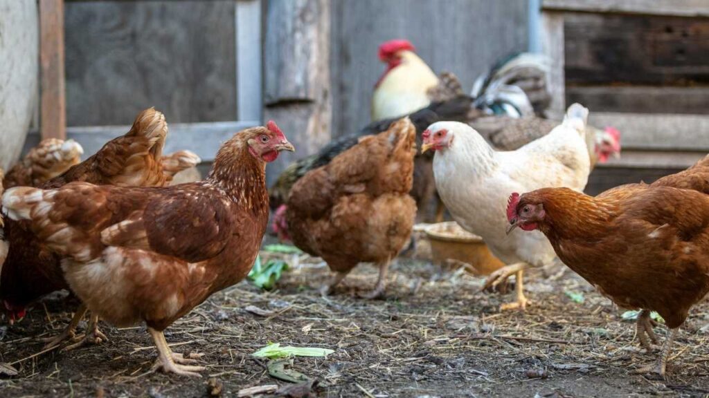 Building-the-Perfect-Home-for-Your-Blue-Star-Hens