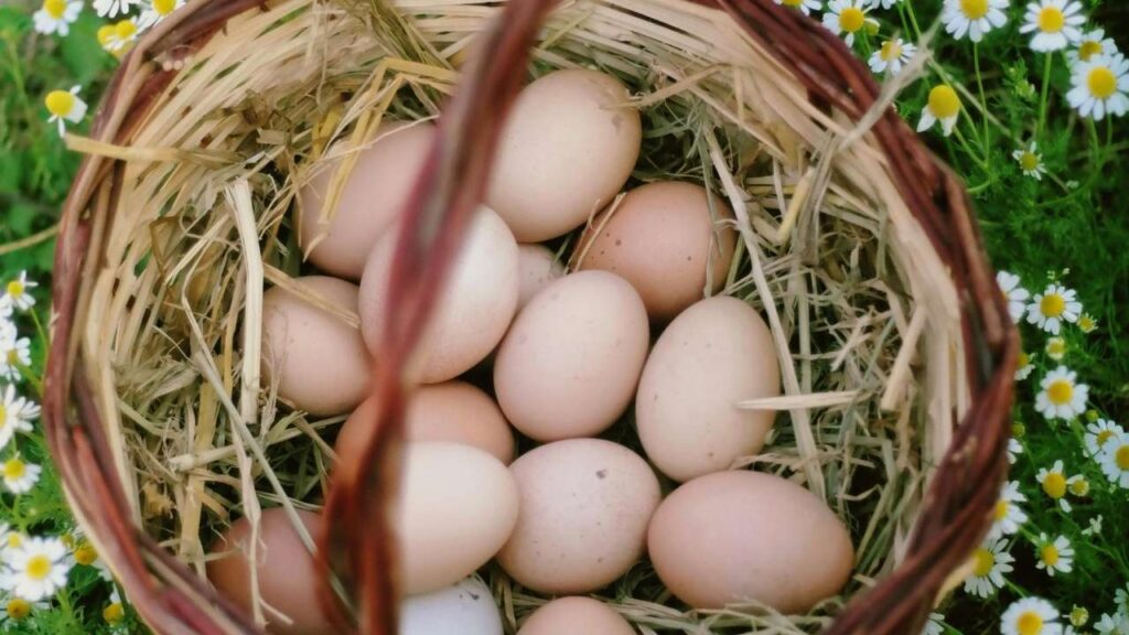 The Egg-cellent Reason for Blue Star Popularity (Egg Production)
