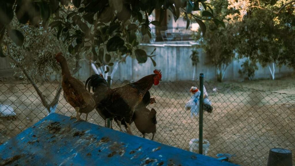 The-Fascinating-Origins-of-the-Blue-Star-Chicken.