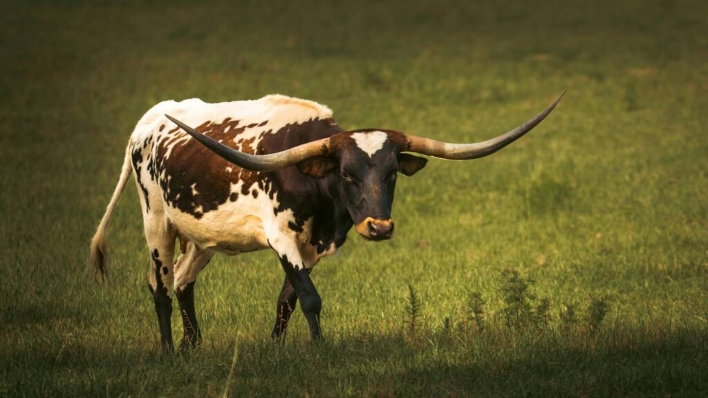 Bringing Your Miniature Longhorn Home