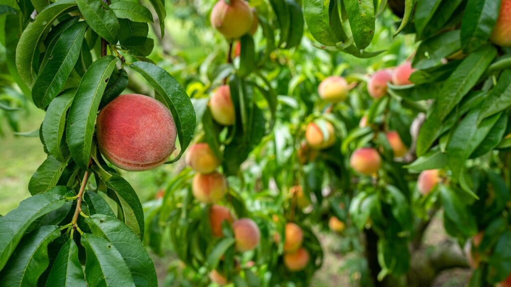 Growing Your Own Victorian Peach Tree
