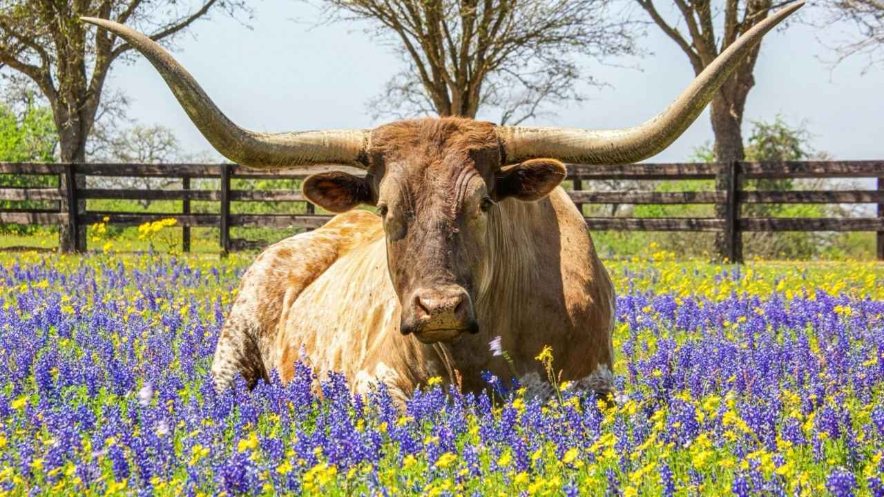 Miniature Texas Longhorns Perfect Companion
