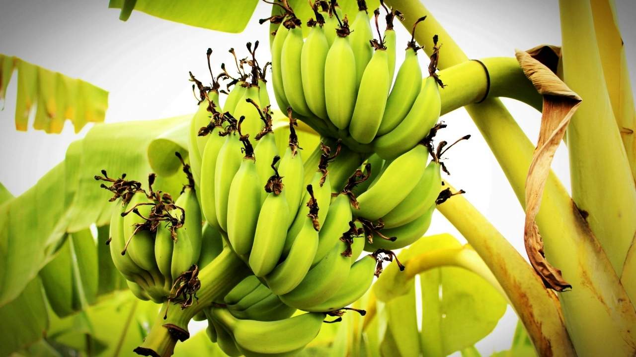 Modified Banana Strain: A Home Growing Guide