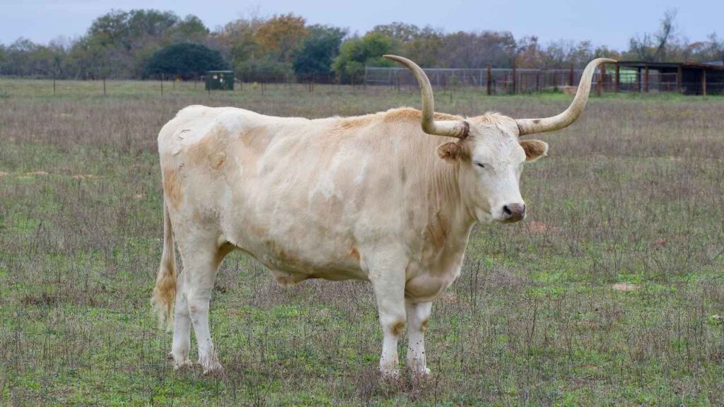 What is a Miniature Texas Longhorn
